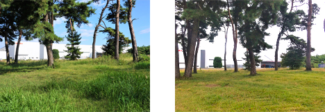 栃木工場　敷地内緑地の保全（左：整備前、右：整備後）
