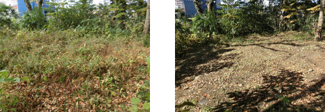 藤沢工場　敷地内林地の保全（左：整備前、右：整備後）