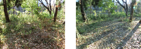 藤沢工場　敷地内林地の保全（左：整備前、右：整備後）